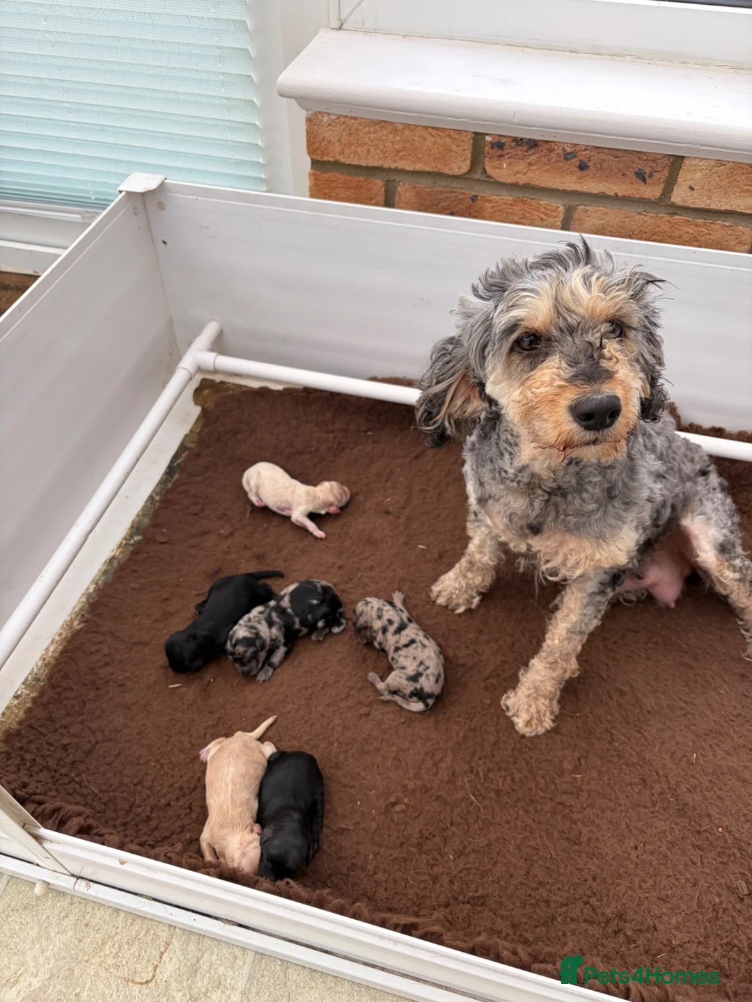 Cockapoo dogs for sale: Cockapoo puppies F1b in Peterborough - Advert 1