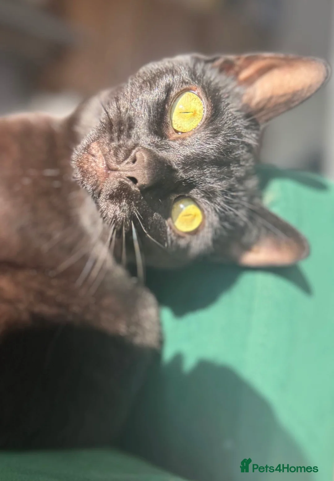 Bombay cats for sale: Twin sisters to be rehomed - Advert 4