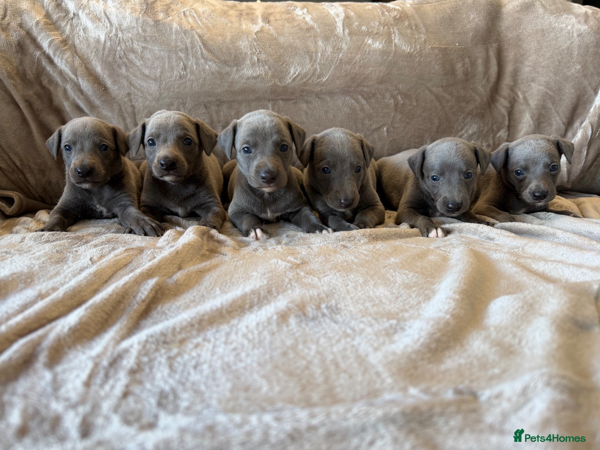 Whippet dogs ❤️ BEAUTIFUL BLUE WHIPPETS KC REGISTERED❤️ - Advert 1