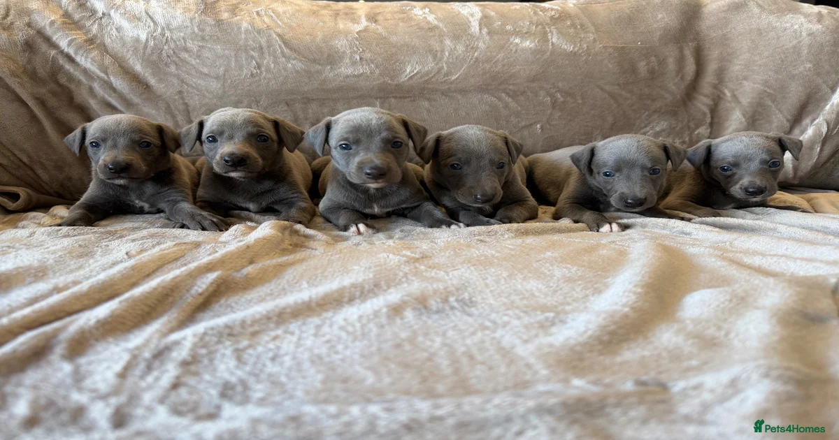 Small dogs Puppies for sale | Pets4Homes