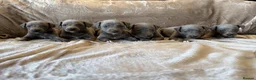 Whippet dogs for sale: ❤️ BEAUTIFUL BLUE WHIPPETS KC REGISTERED❤️ - Advert 1