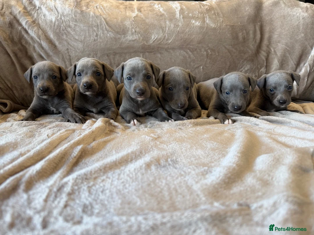 Whippet dogs for sale: ❤️ BEAUTIFUL BLUE WHIPPETS KC REGISTERED❤️ - Advert 1