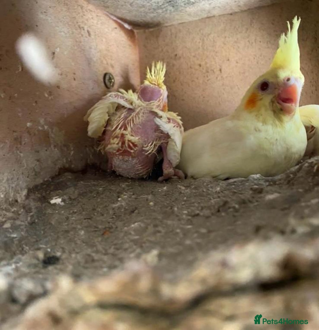 Cockatiels birds for sale: Breeding of cockatiels  - Advert 2