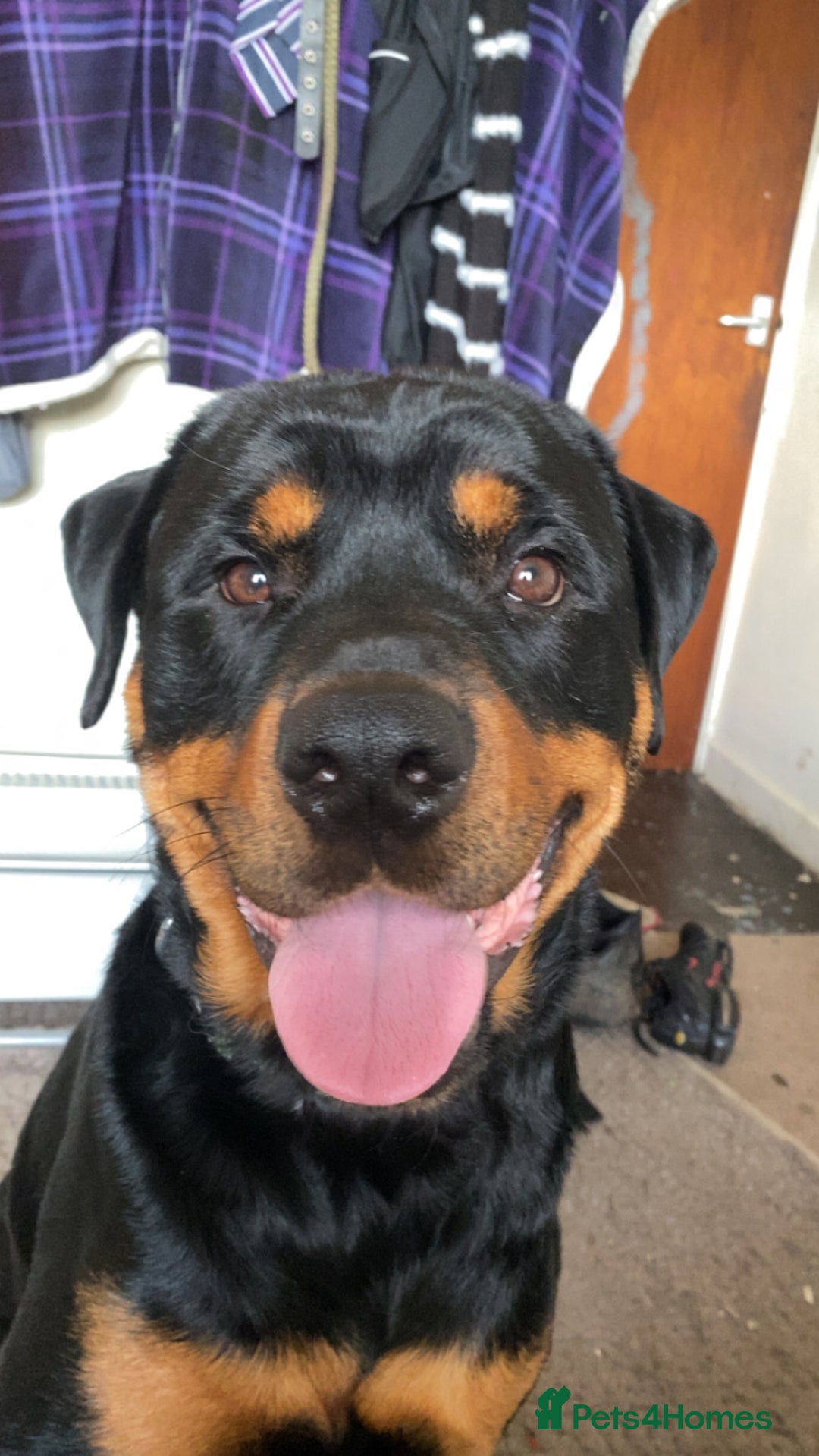 Rottweiler dogs for sale: Chop the Rottweiler  - Advert 10