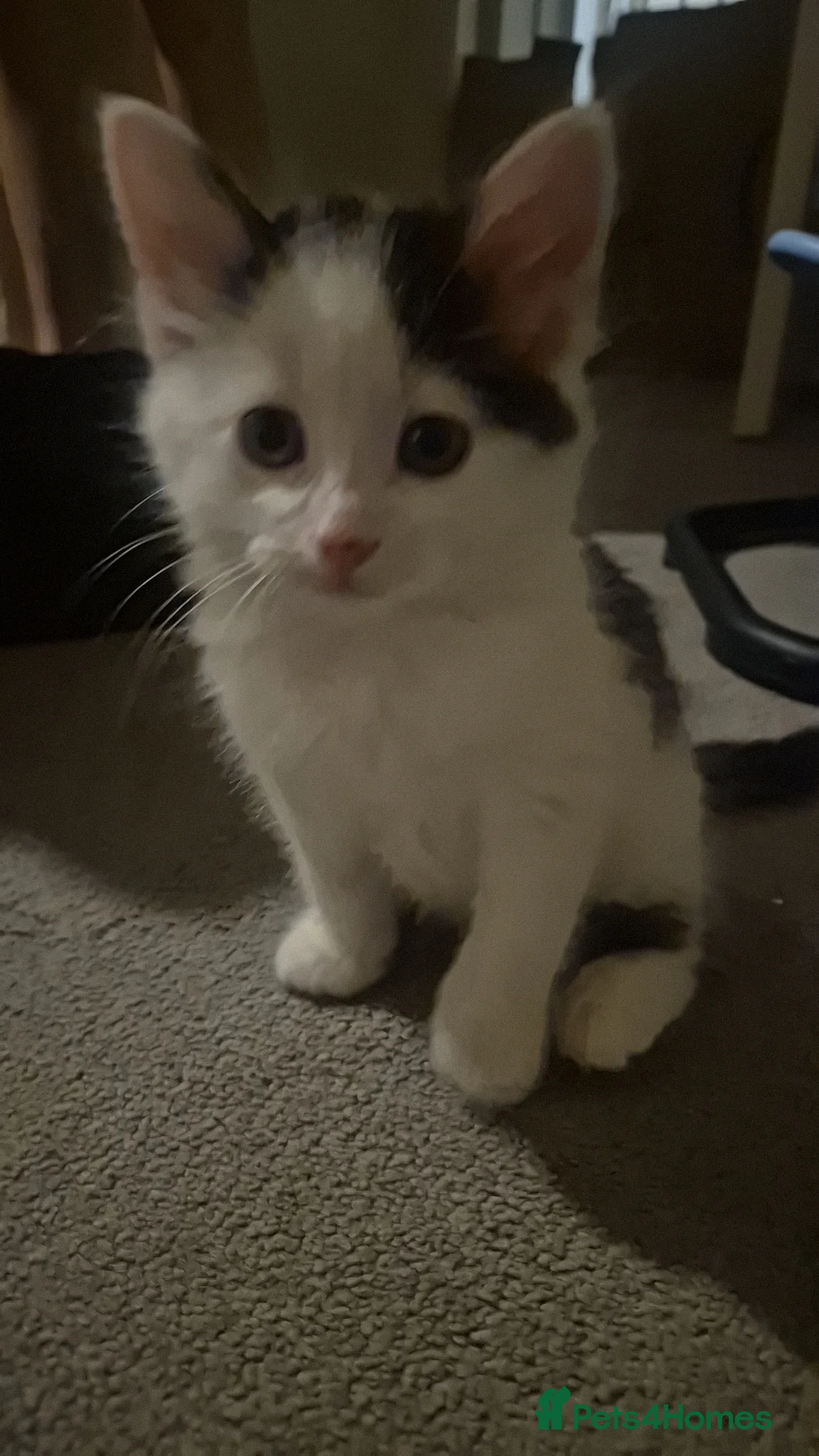 Domestic Shorthair cats for sale: 3 short hair 1 long hair domestic kittens  - Advert 8