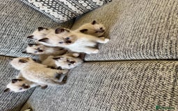 Ragdoll cats for sale:  ragdoll kittens  - Image 7