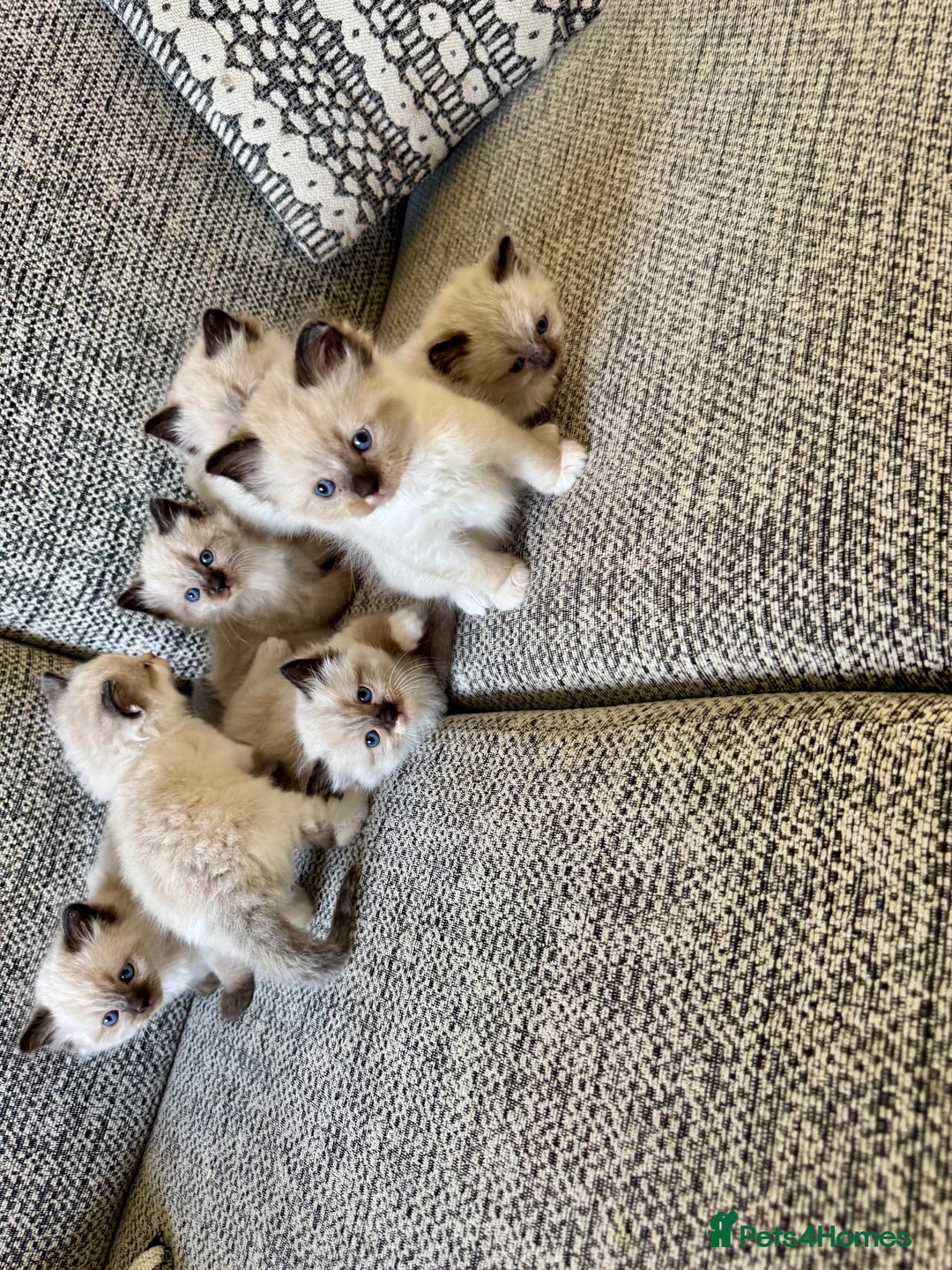 Ragdoll cats for sale:  ragdoll kittens  - Image 7