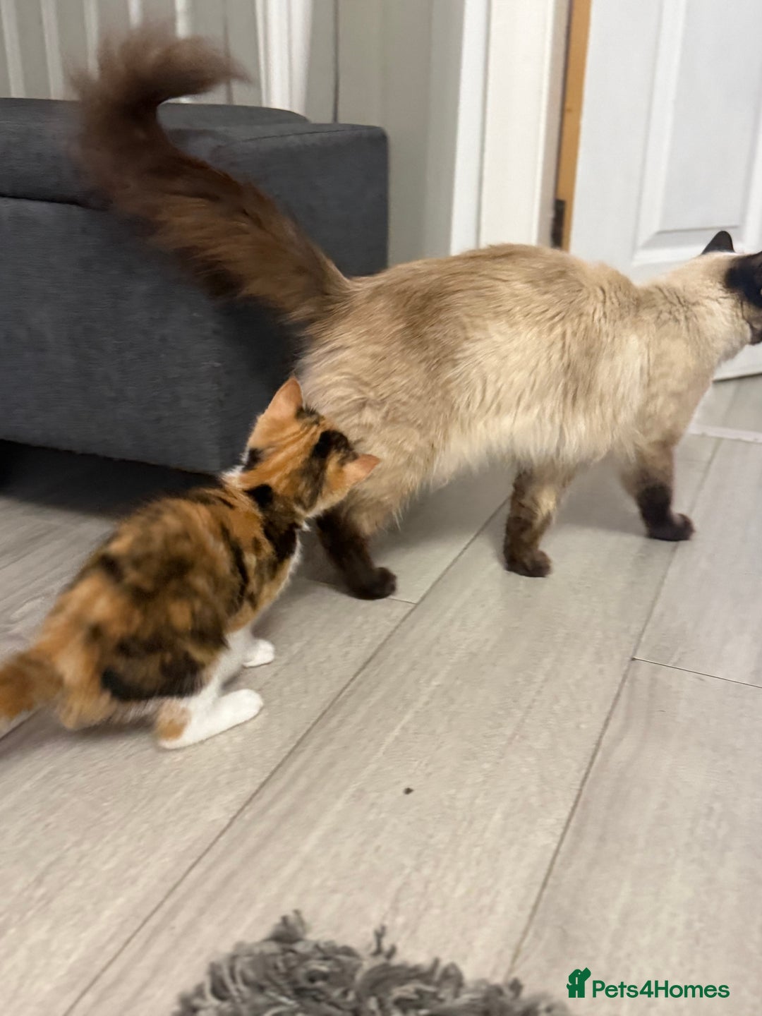 Ragdoll cats for sale: Adorable Ragdoll/Turkish Angora Female Kitten - Image 12