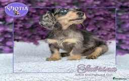 Dachshund dogs for sale: Miniture dachshund pups ready now  - Image 2