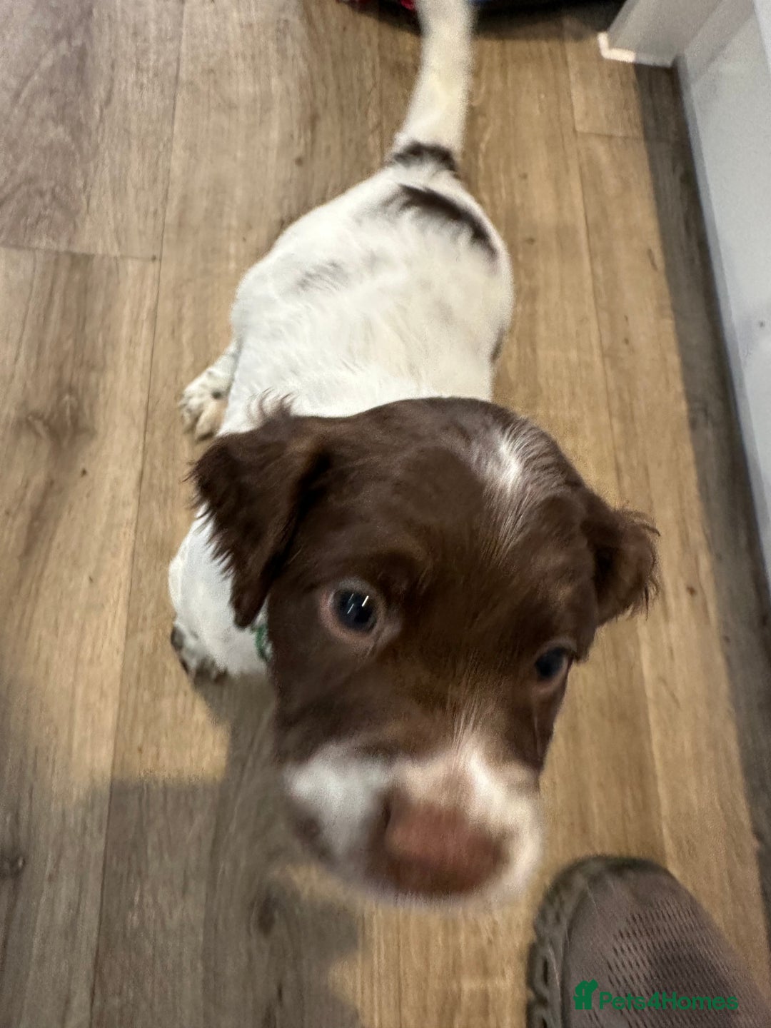 Sprocker dogs for sale: SPROCKER PUPPIES FOR SALE - Advert 19