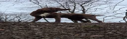 Sprocker dogs for sale: Working sprocker spaniels - Advert 16