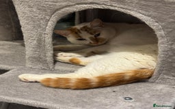 Mixed Breed cats for sale: Male and female cat - Image 11