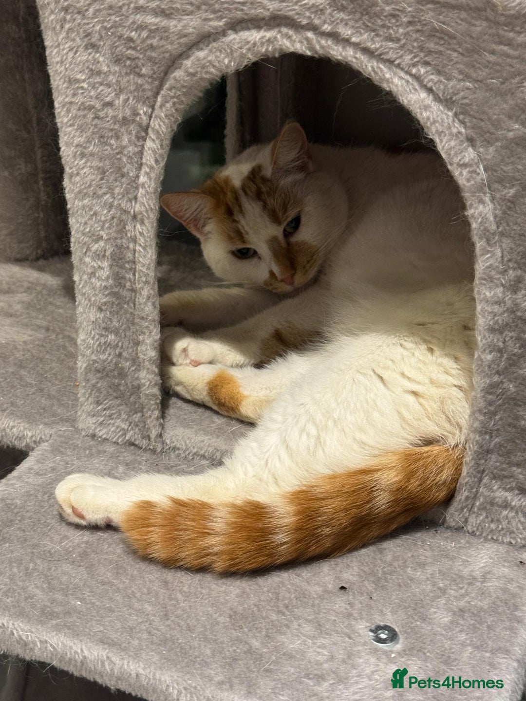 Mixed Breed cats for sale: Male and female cat - Image 11