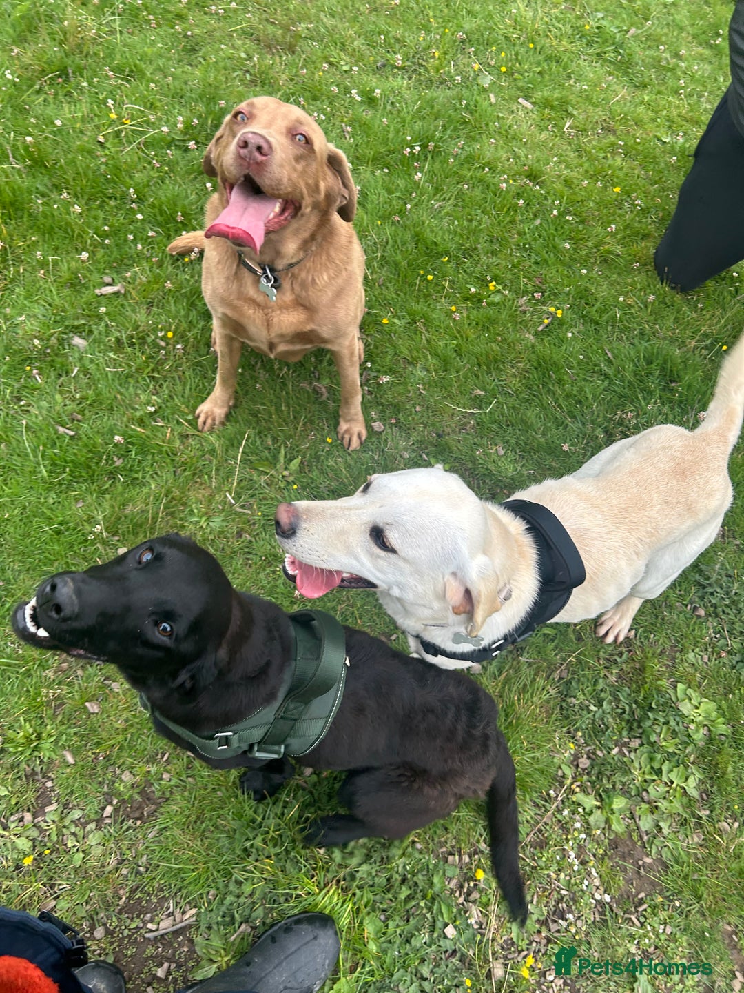 Labrador Retriever dogs for sale: 2 18month old Labrador pups for sale - Image 5
