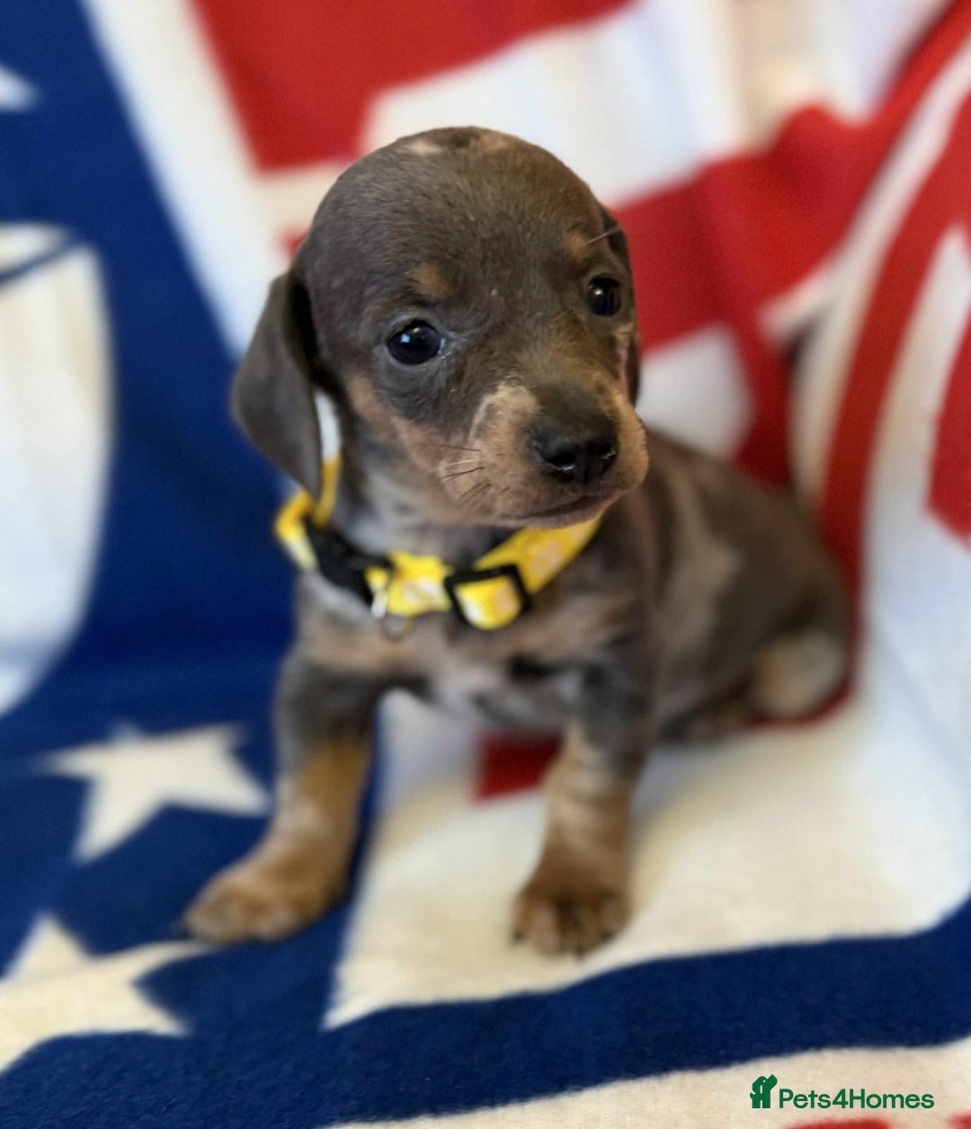 Dachshund dogs for sale: Beautiful Dachshund puppies - Advert 9