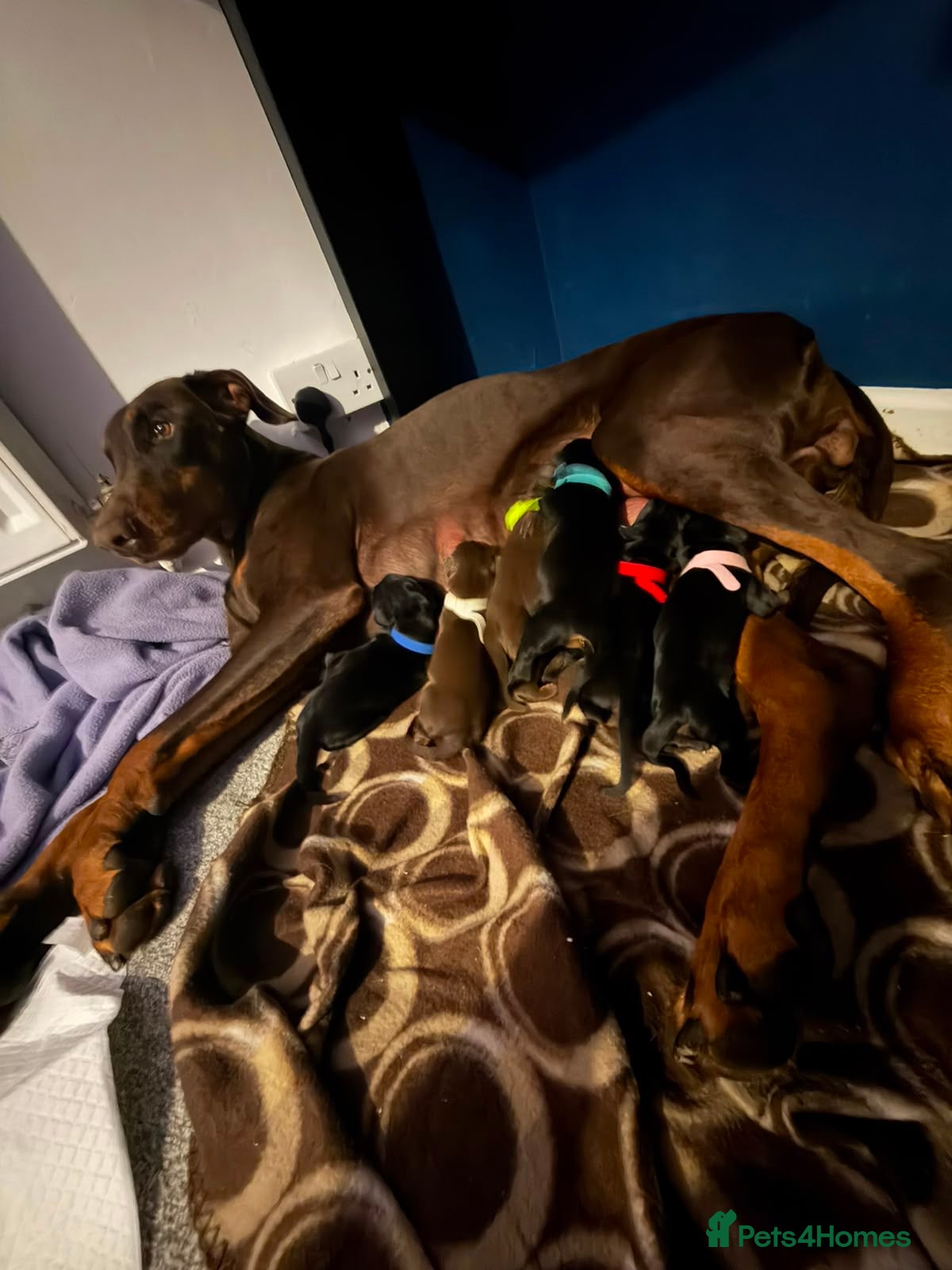 Dobermann dogs for sale: 6 Beautiful Doberman Puppies - Advert 1