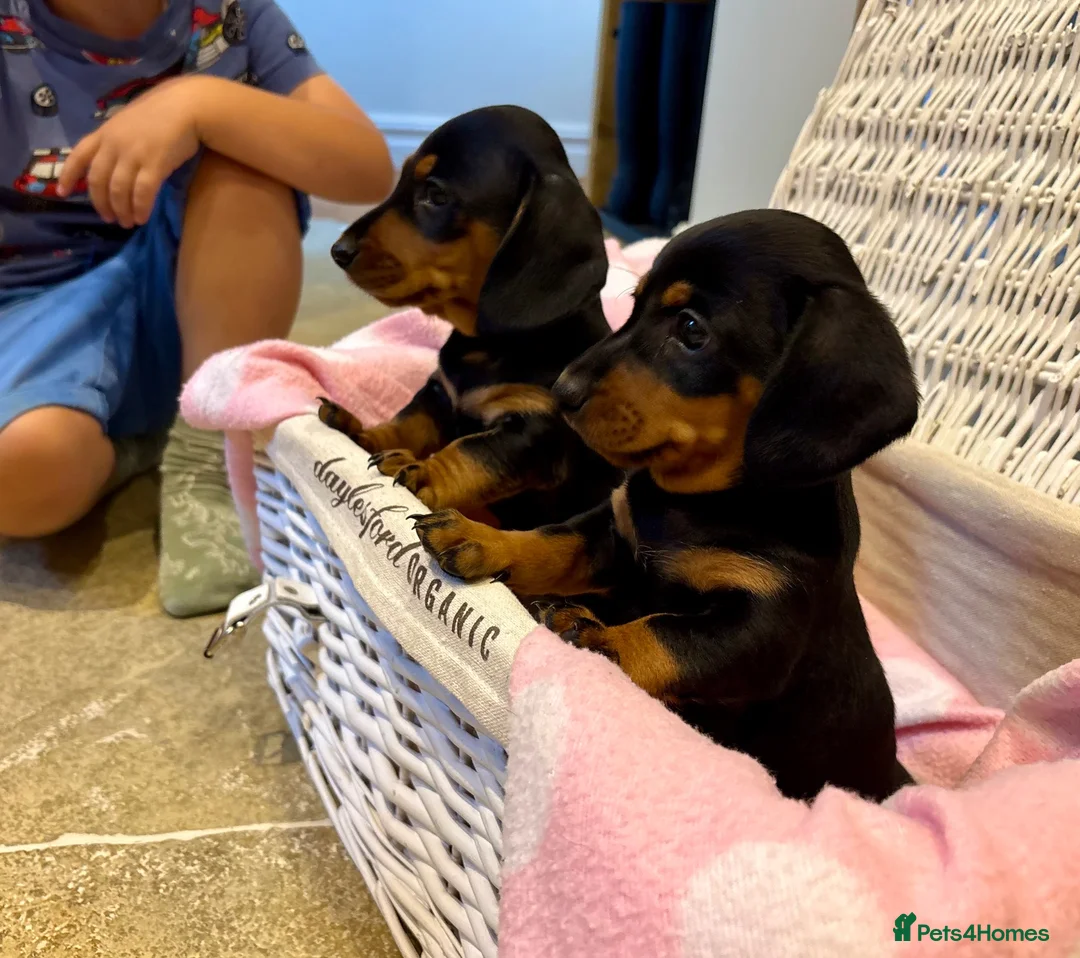 Miniature Dachshund dogs for sale: Beautiful Miniature Dachshunds - 2 boys left - Advert 1