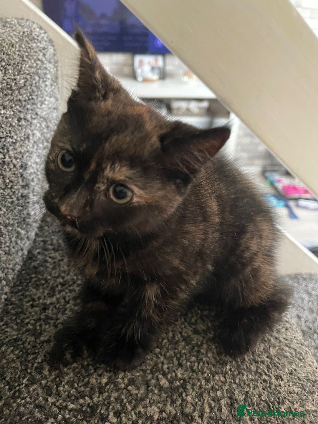 Mixed Breed cats for sale: Kittens ready for forever home  - Image 3