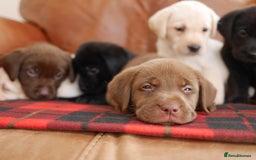 Labrador Retriever dogs for sale: Stunning Health Tested Labrador Puppies - Advert 7