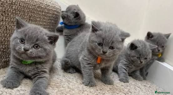 British Shorthair cats adorable british shorthair kittens  - Advert 7