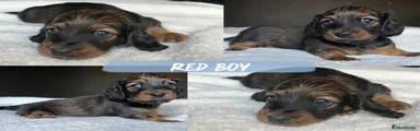 Miniature Dachshund Puppy 1