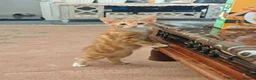 Mixed Breed cats for sale: Kitten - Advert 7