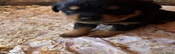 Rottweiler dogs for sale: Stunning Rottweiler Puppies  - Advert 13