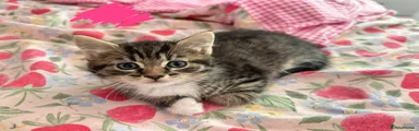 Kitten 3