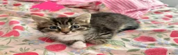 Khao Manee cats for sale: Kittens - Advert 6