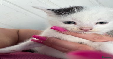 Mixed Breed cats - Advert 15