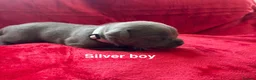 Staffordshire Bull Terrier dogs for sale: 8 stunning Stafford bull terrier puppies - Advert 19