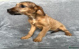 Mixed Breed dogs for sale: Adorable spaniel cross babies - Image 8