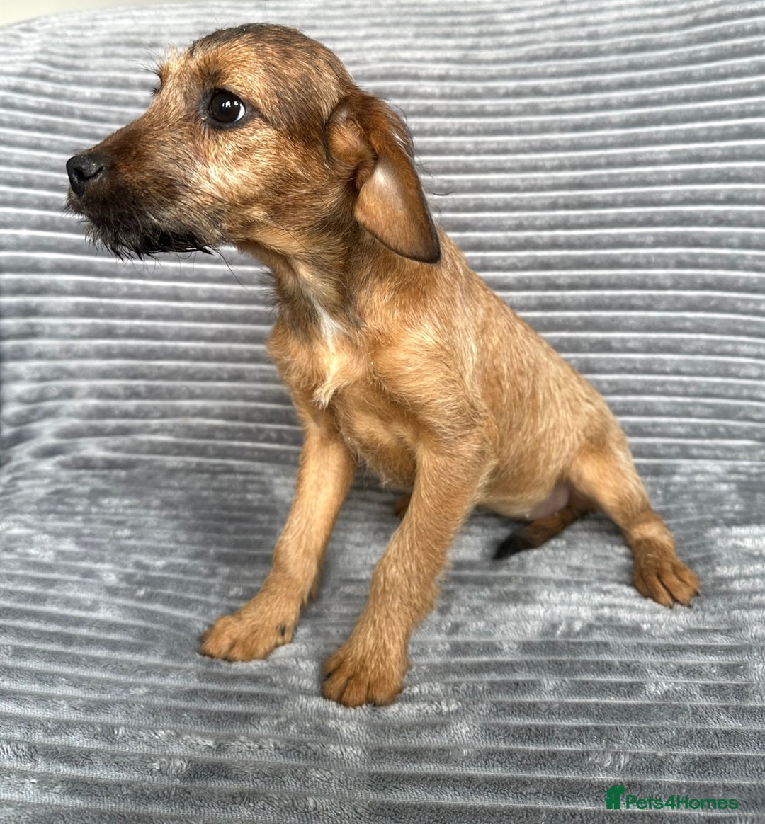 Mixed Breed dogs for sale: Adorable spaniel cross babies - Image 8