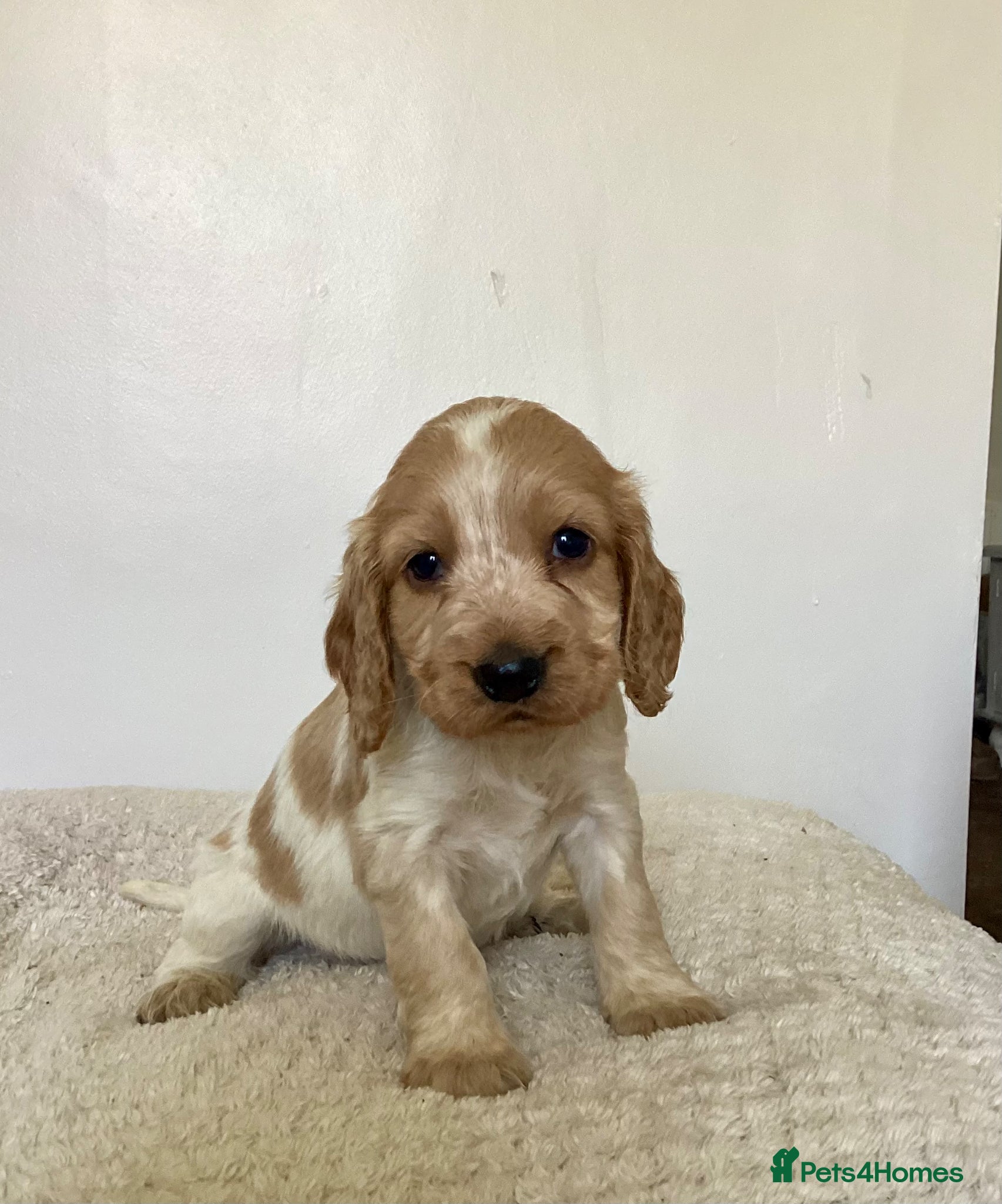 Cocker Spaniel dogs Stunning Show Cocker Spaniel Pups  - Advert 5