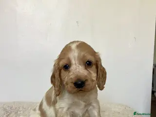 Cocker Spaniel dogs Stunning Show Cocker Spaniel Pups - Advert 5