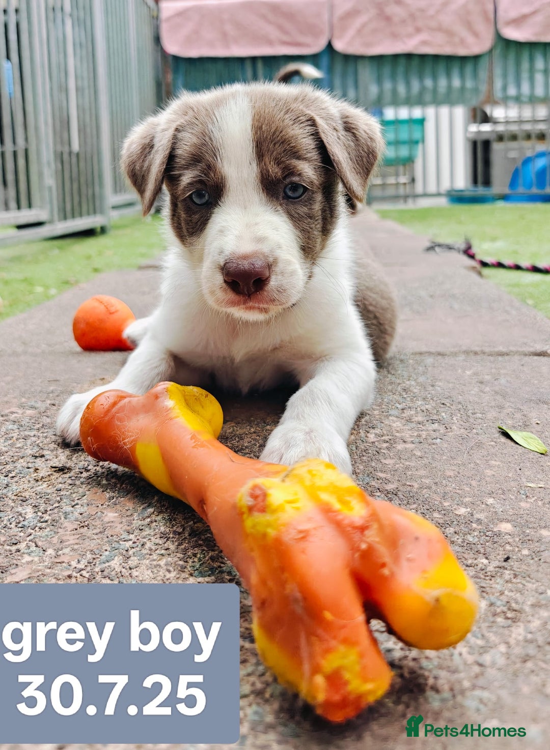 Border Collie dogs for sale: 6 Kennel Club registered Border Collie pups - Image 9