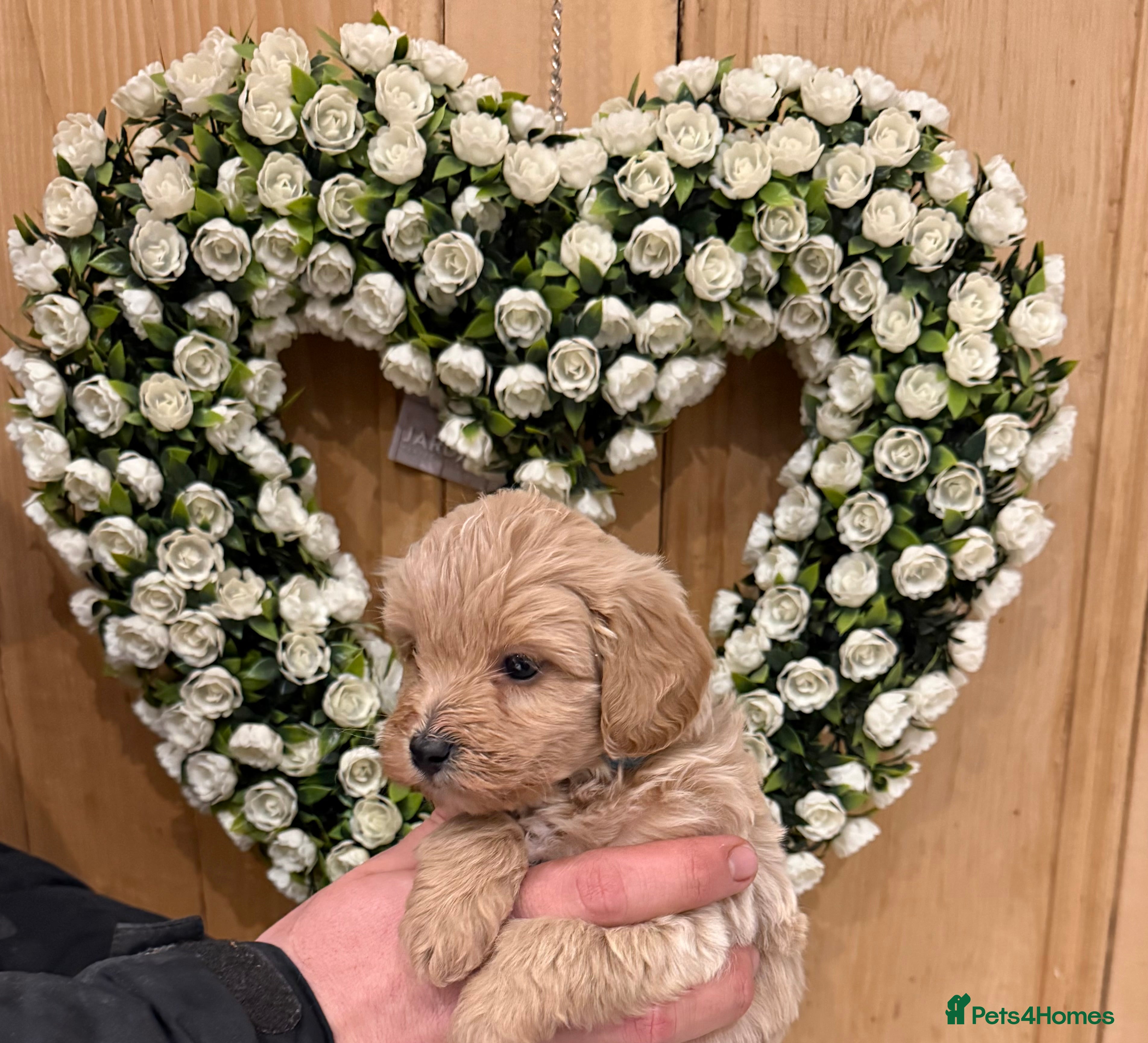 Cavachon dogs Outstanding Toy Cavapoochon Puppies *last girl * - Advert 13