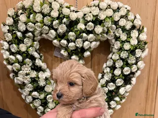 Cavachon dogs Outstanding Toy Cavapoochon Puppies *last girl * - Advert 1