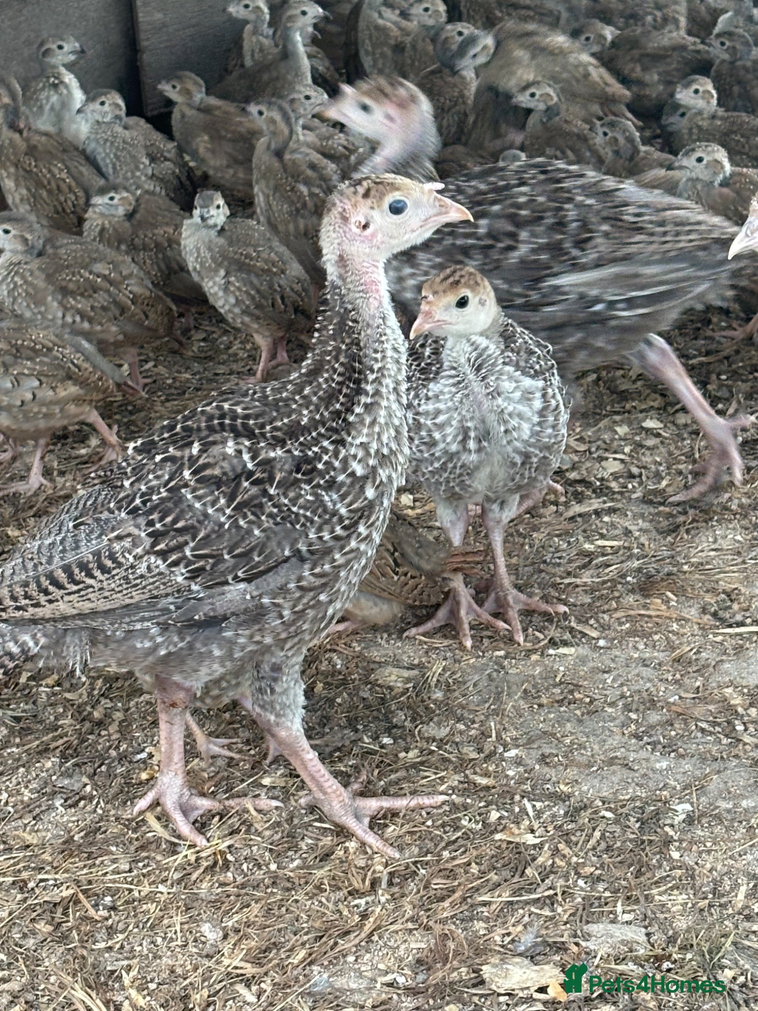 Turkeys poultry for sale: Turkey poults  in Warminster - Advert 2