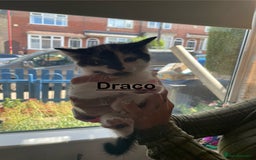 Mixed Breed cats for sale: Lots of cats/kittens up for adoption  - Image 14