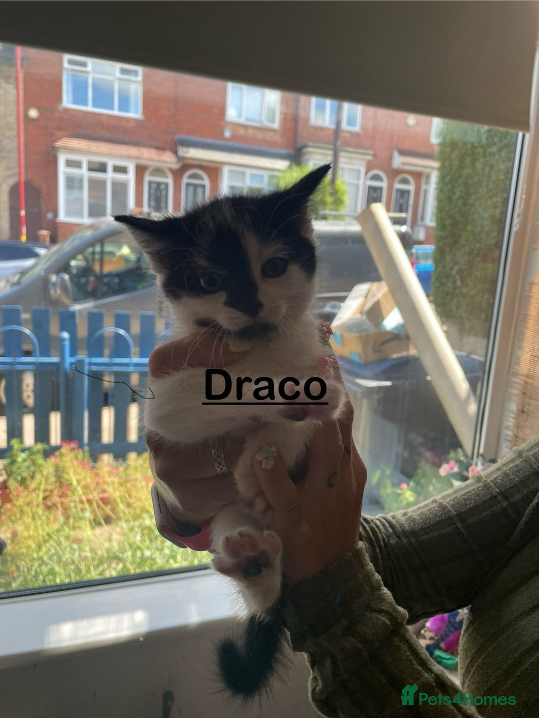 Mixed Breed cats for sale: Lots of cats/kittens up for adoption  - Image 14