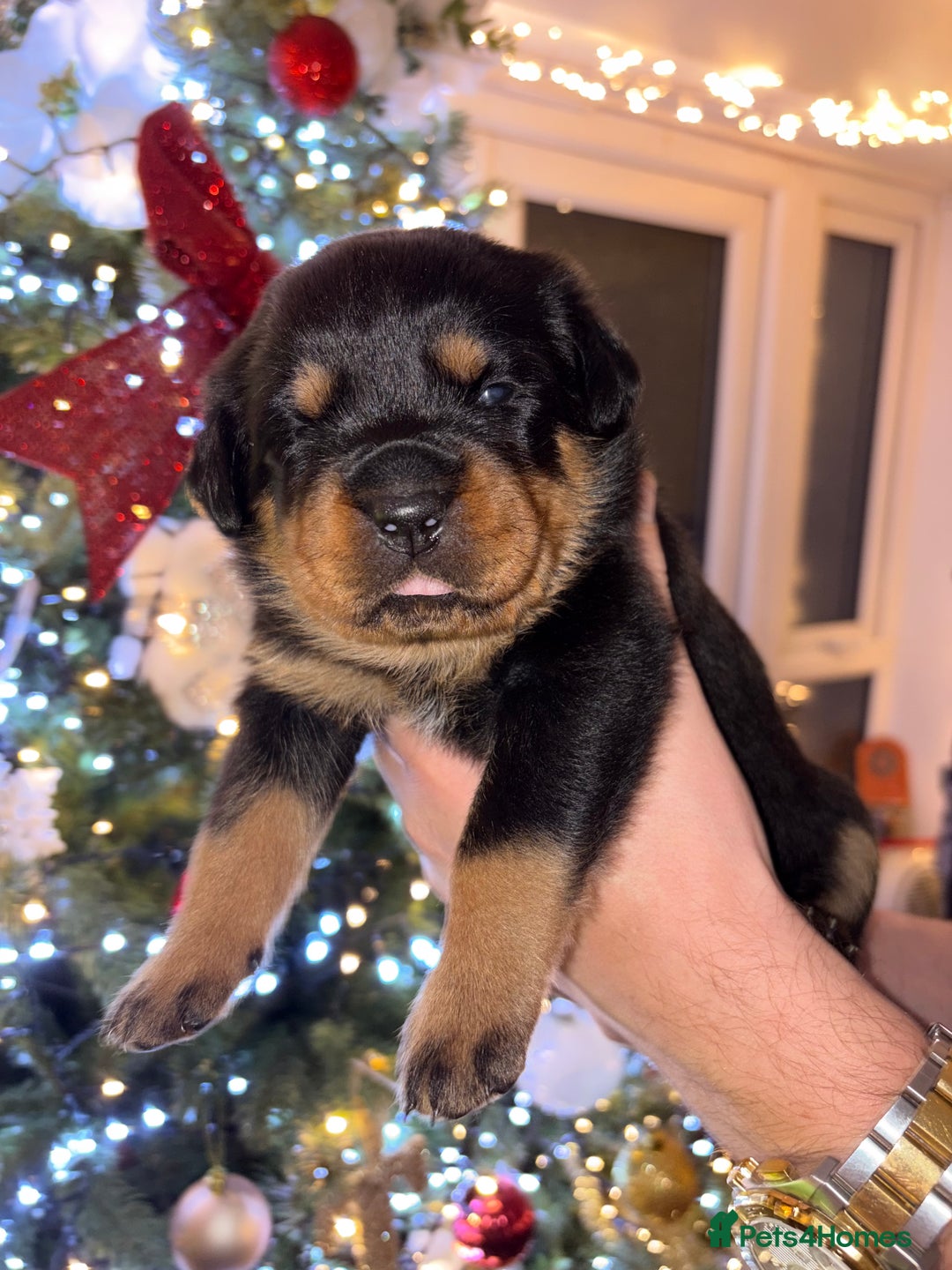 Rottweiler dogs for sale: KC Rottweiler puppies  - Advert 27