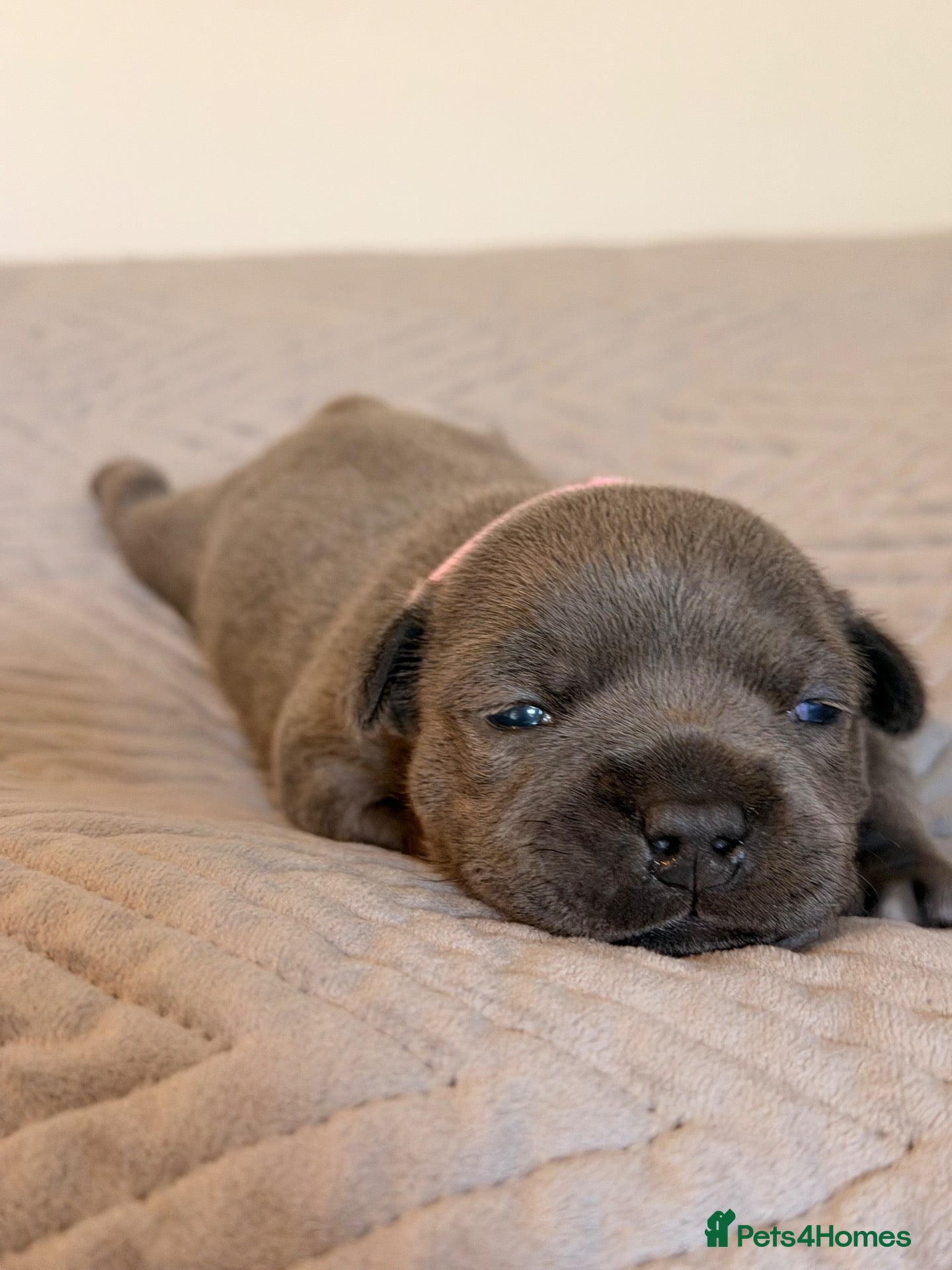 Staffordshire Bull Terrier dogs STUNNING BLUE STAFFY PUPPIES  - Advert 2