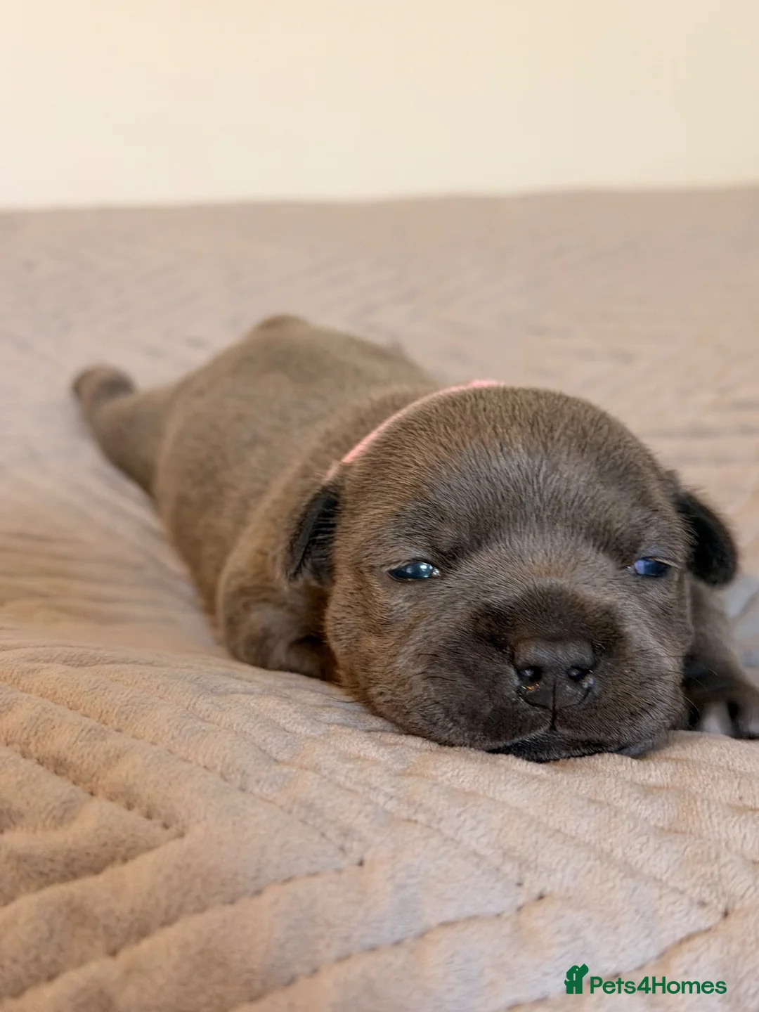 Staffordshire Bull Terrier dogs for sale: STUNNING BLUE STAFFY PUPPIES  in Derby - Advert 2