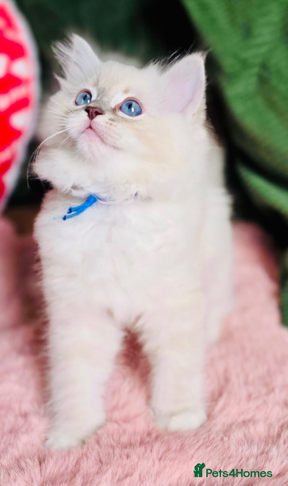 Ragdoll cats 💙 ACTIVE REGISTERED RAGDOL, DNA TESTED PARENTS 💙 - Advert 12
