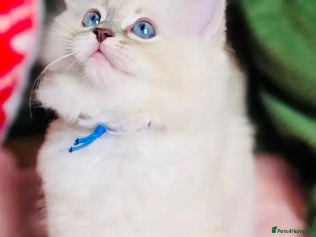 Ragdoll cats 💙 ACTIVE REGISTERED RAGDOL, DNA TESTED PARENTS 💙 - Advert 10