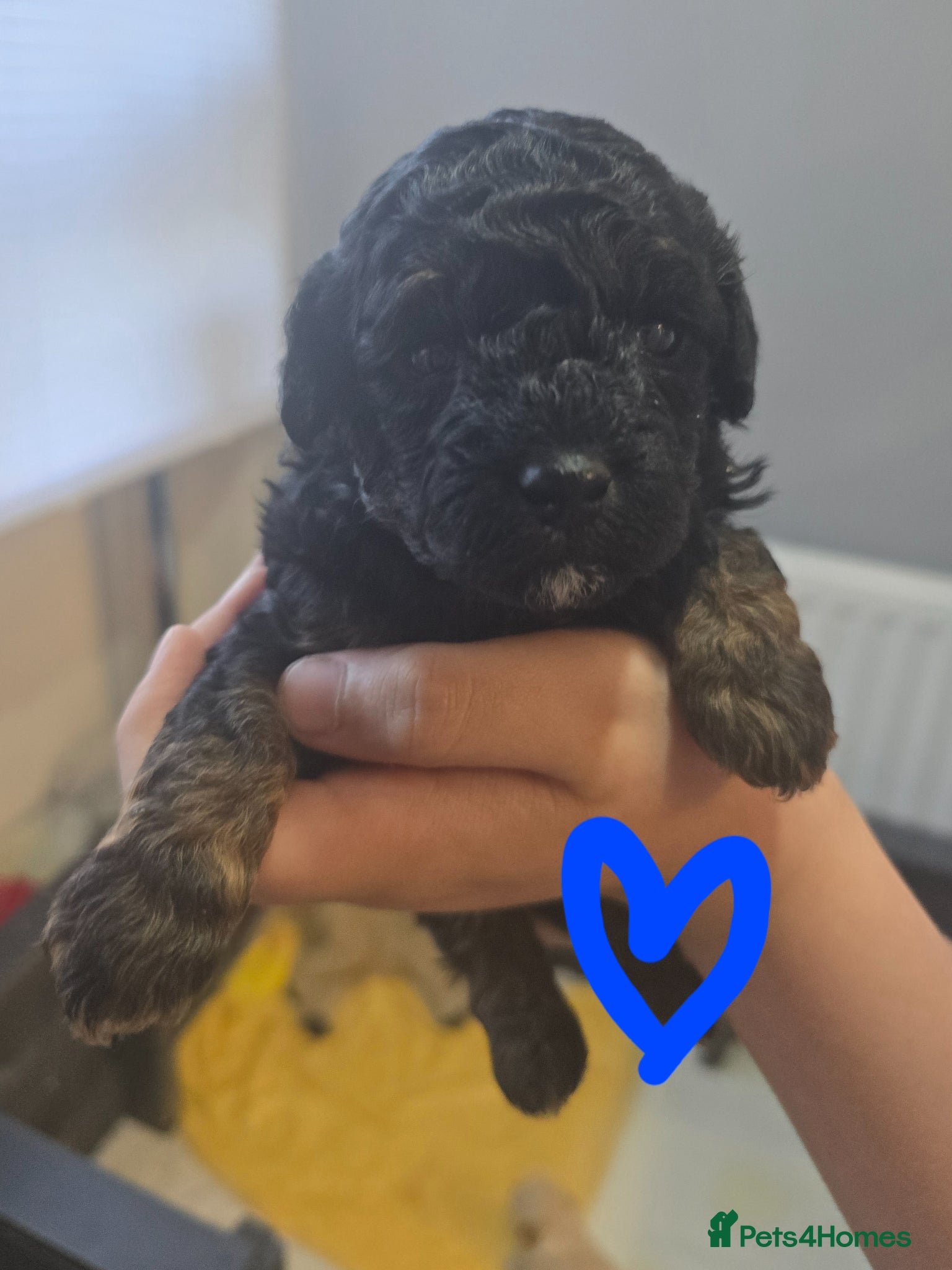 Mixed Breed dogs for sale: Toy poodle x Mini Poodle in Sheffield - Advert 7