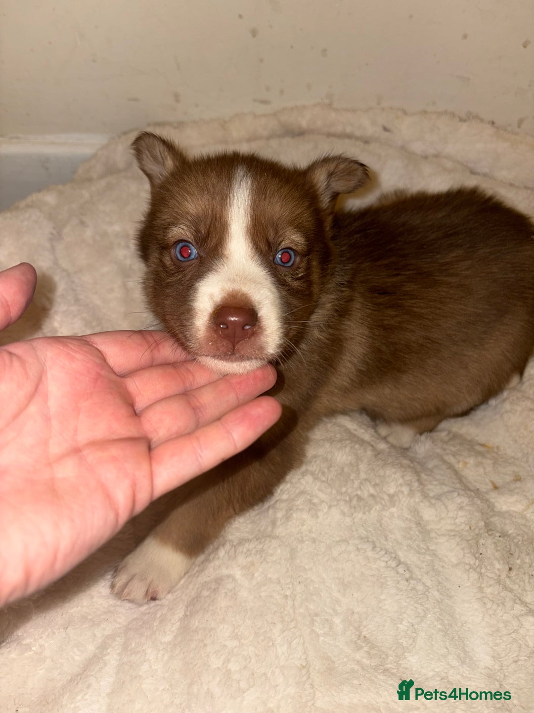 Mixed Breed dogs for sale: Beautiful Husky x Australian Shepherd Puppies - Advert 13