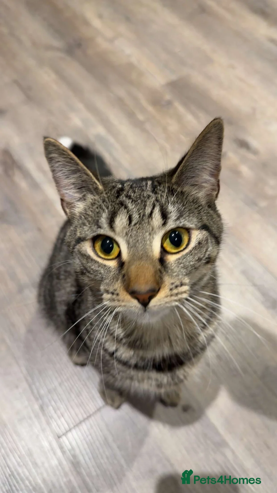 British Shorthair cats for sale: Cat called Luna looking for a loving home - Advert 5