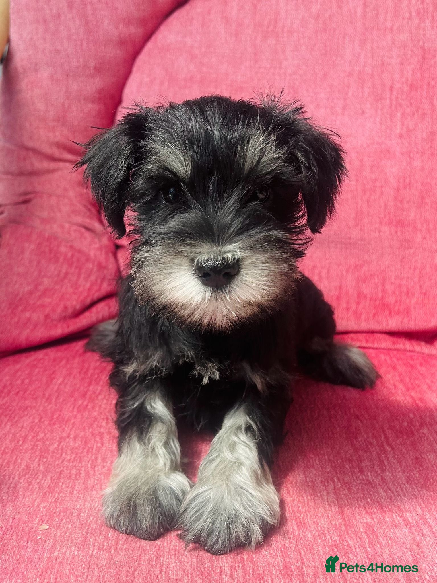 Miniature Schnauzer dogs KC registered Minature schnauzer puppies - Advert 1